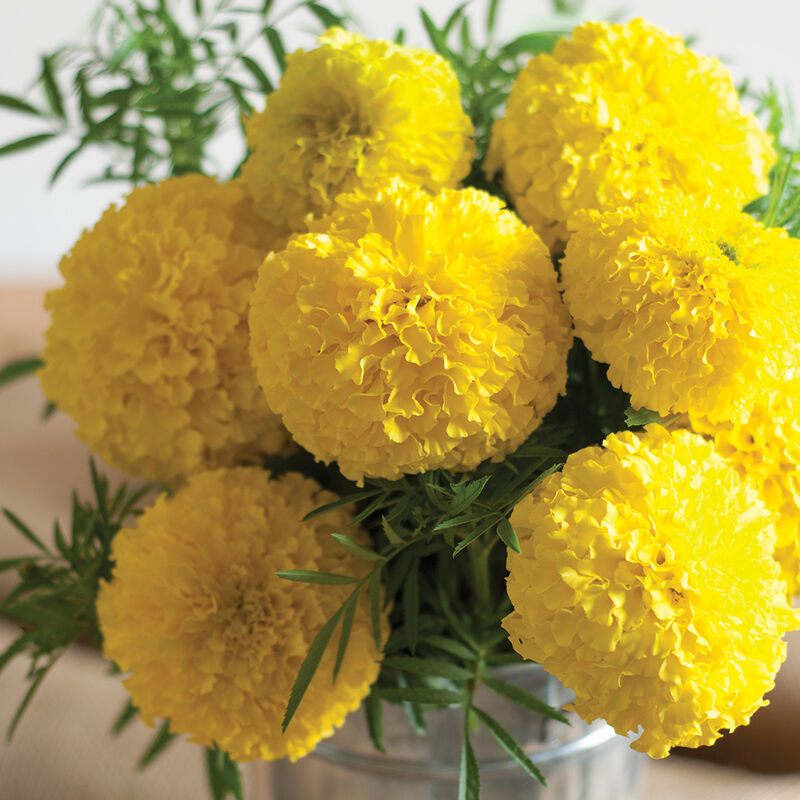 Giant Yellow Marigold Seeds