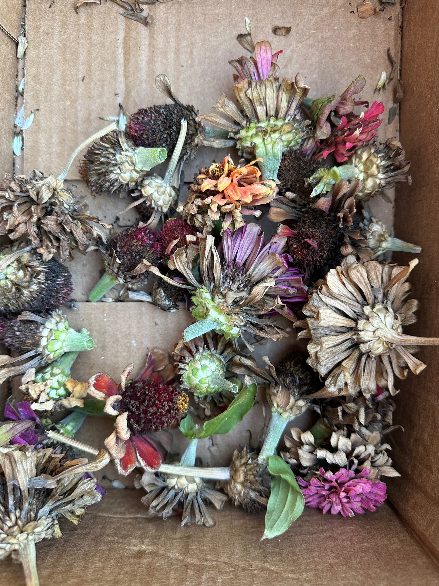 Mabel's Giant Zinnia Mix