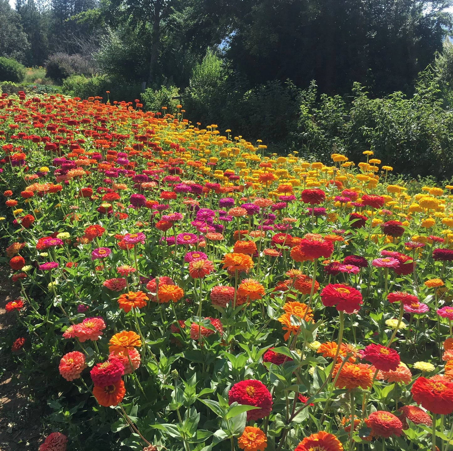 Mabel's Giant Zinnia Mix