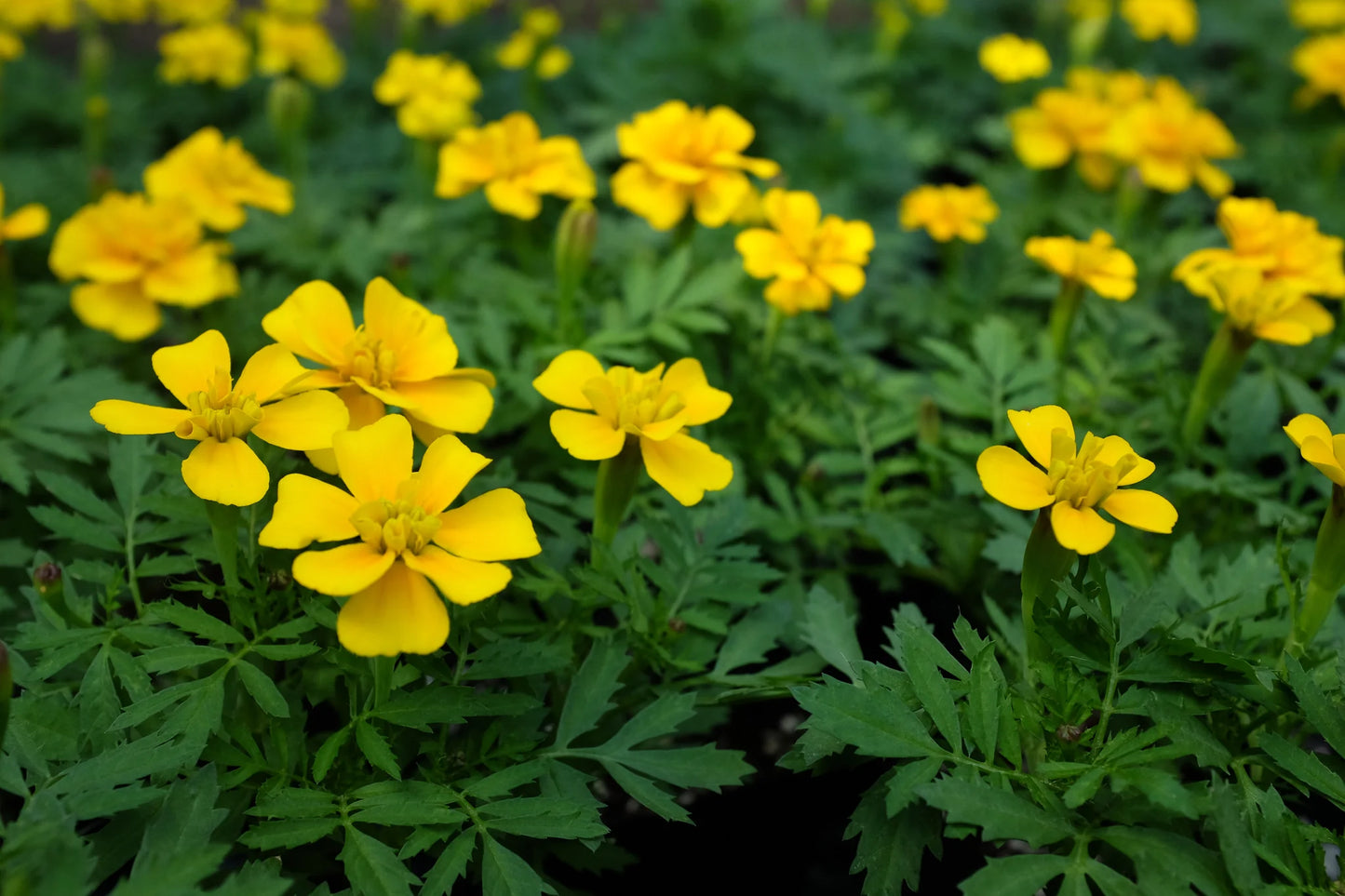 Double Crested Gold Marigold Seeds